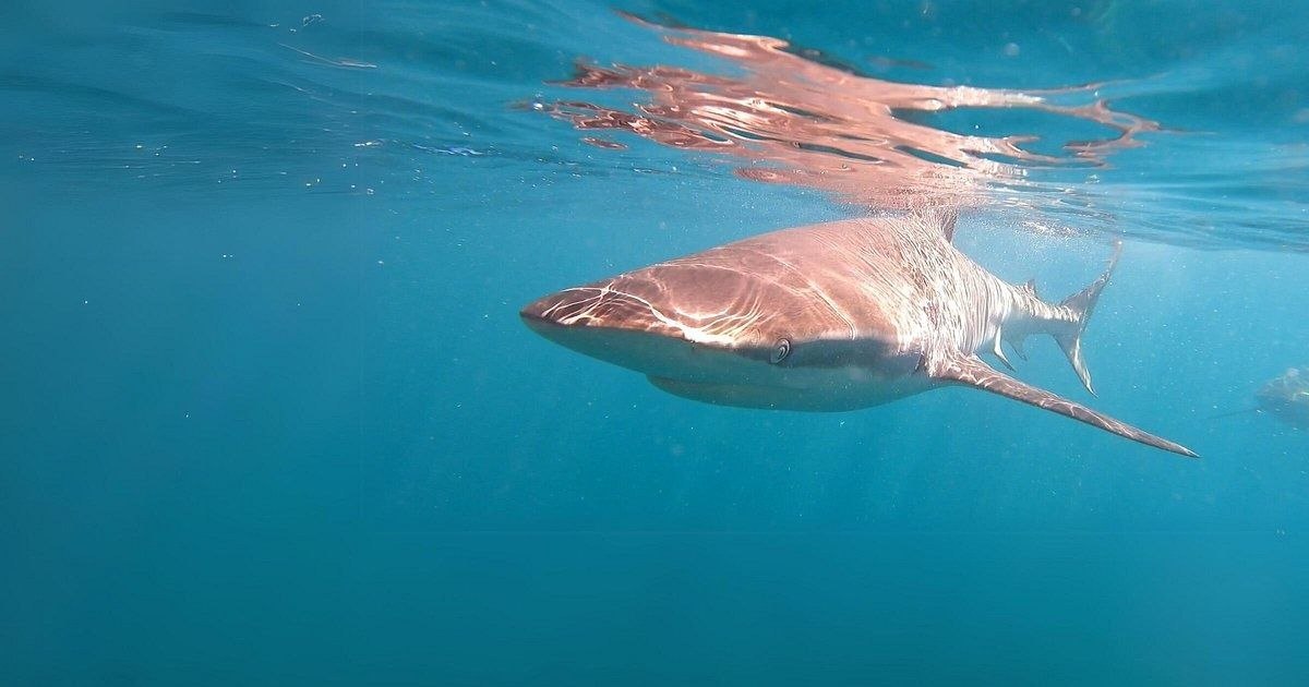 6 Days Ultimate Zanzibar Experience